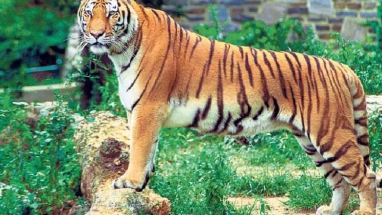 नरैनापुरमा बाघको आक्रमणबाट एकको मृत्यु