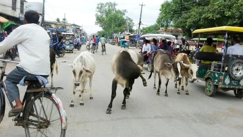 छाडा चौपायाले सडक अवरुद्ध पार्दा आवागमन गर्नेलाई सास्ती