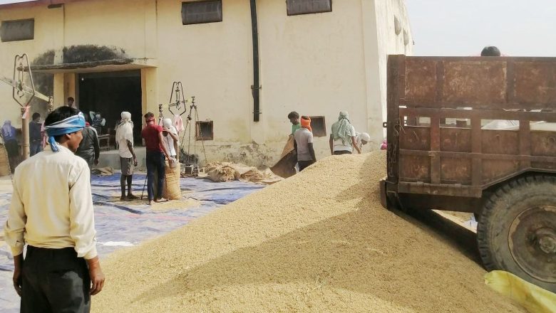 सरकारले धान खरिदमा ढिलाई गर्दा बाँकेका किसान निकै सस्तोमा बेच्न बाध्य