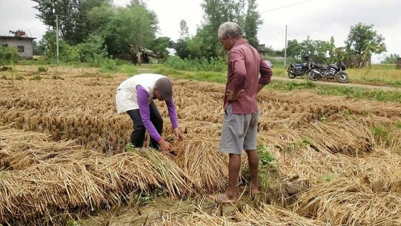 बाँकेमा बेमौसमी बर्षाले करिब दुई अर्बको धान क्षति, राहातको पर्खाईमा किसान