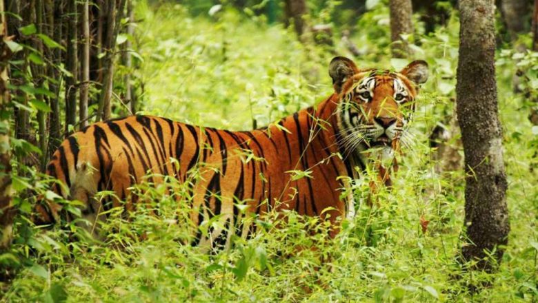 बर्दियामा फेरी बाघले मानिस खायो, भैंसी चराउन गएका थारुको आधा शव भेटियो