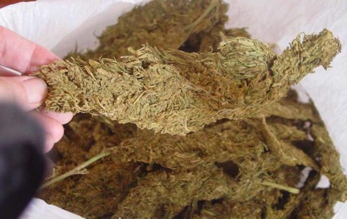 मकवानपुरबाट ३५ किलो गाँजासहित २ पक्राउ