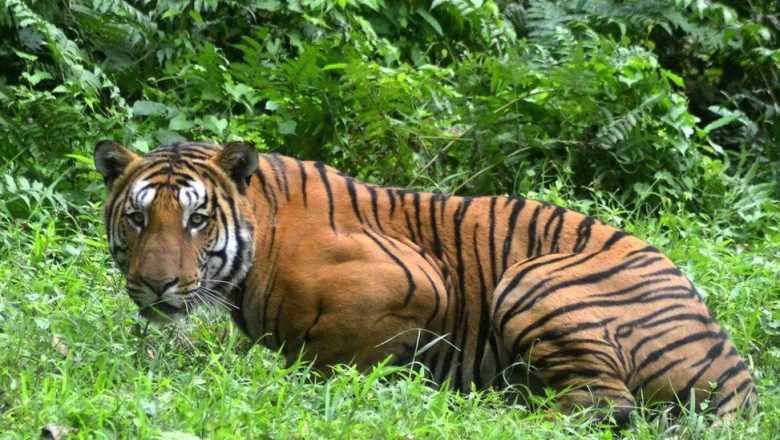 बाघको आक्रमण पछि बेपत्ता भए धमला