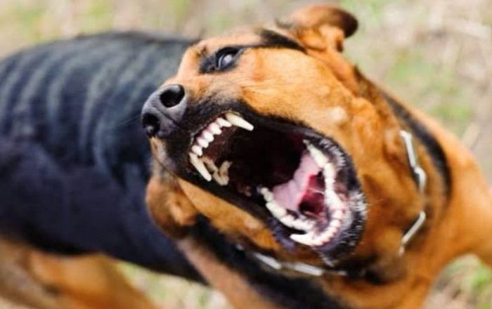 हरिवनमा छाडा कुकुरको आतङ्क