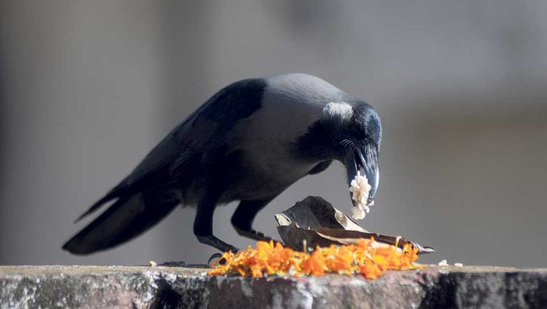आज काग तिहार