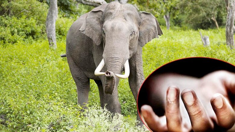 झापामा जंगली हात्तीकाे आक्रमणबाट एक वृद्धको मृत्यु