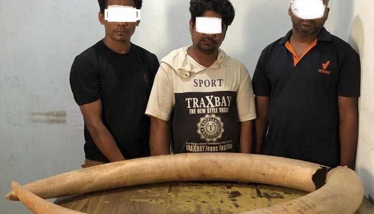 पर्साबाट हात्तीको दुई वटा दारासहित तीनजना पक्राउ